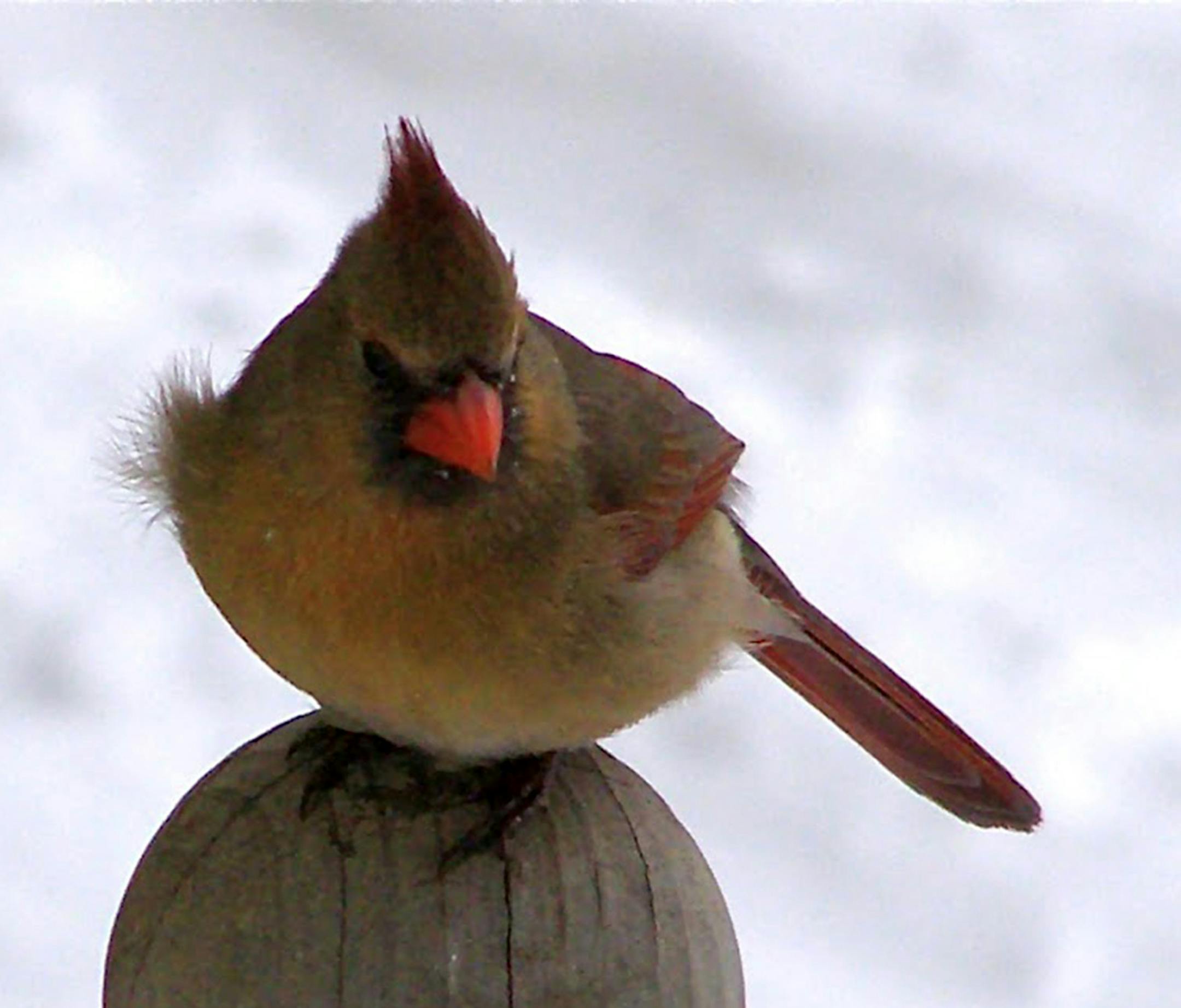 In winter, birds need extra-high calorie seeds rich with fats to keep warm since their favorite foods of insects, fruits and native seeds are scarce. (MCT) ORG XMIT: 1161274