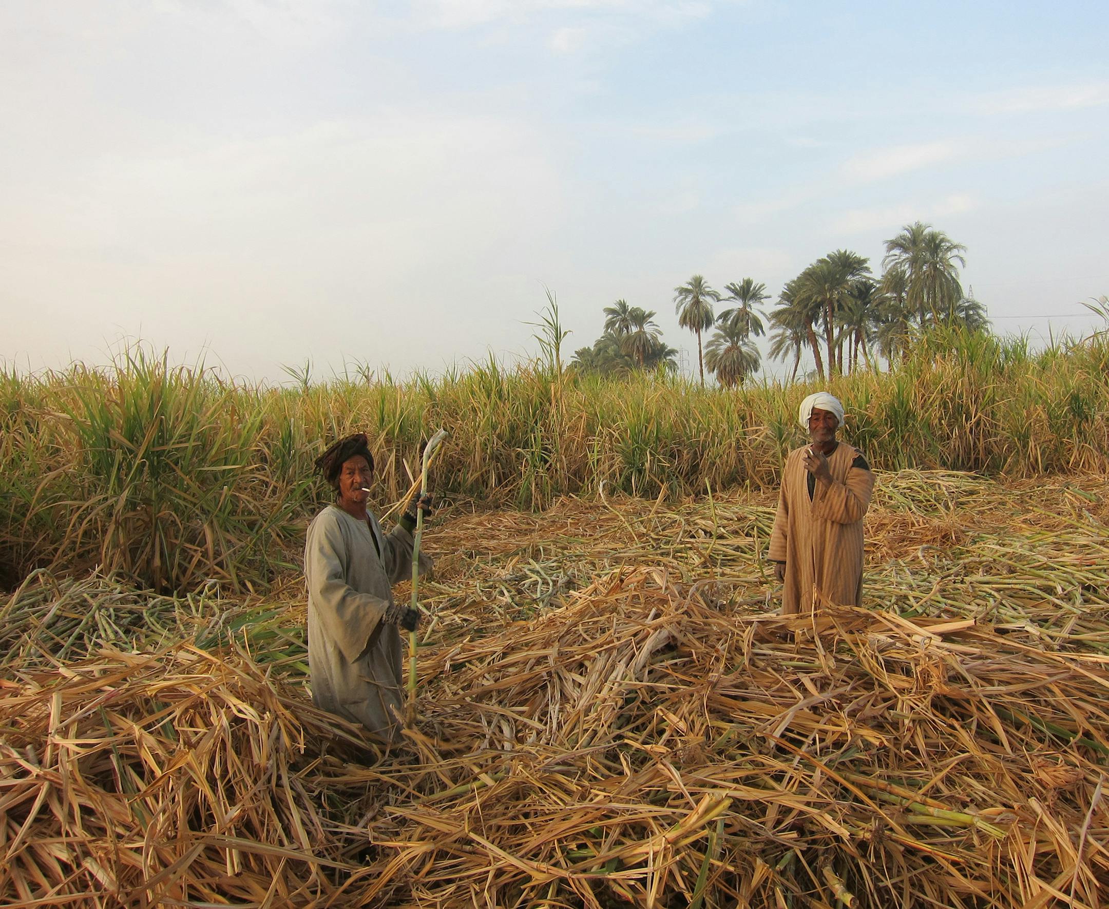 THE TRAVELER: Linda Sandell of Mounds View TRIP DETAILS: My trip to Egypt was the “trip of a lifetime.” My group was accompanied by not only a local travel guide but an Egyptologist. We experienced all the historical sights in Cairo and Luxor plus a cruise down the Nile River. I took hundreds of photos of the incredible pyramids, temples, mosques and sights along the Nile. However, I feel this picture captured the flavor of the locals. It was early in the morning and we were landin