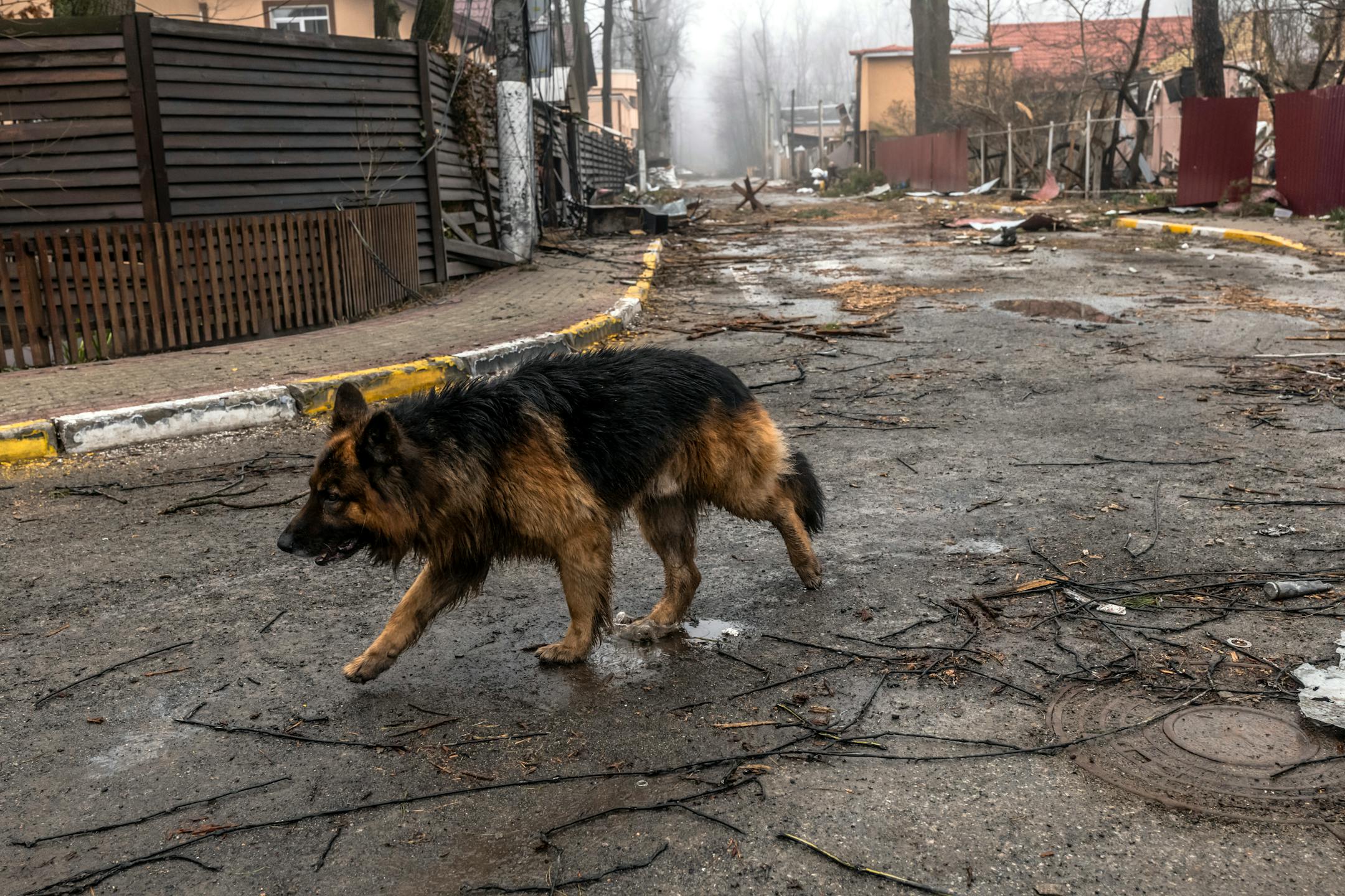 A stray dog wanders the war-torn streets of a residential neighborhood of Irpin, a suburb of Kyiv, Ukraine, on Friday, April 1, 2022. Russia and Ukraine began another round of talks on Friday as Moscow officials continued to send conflicting reports on their progress this week. (Daniel Berehulak/The New York Times)