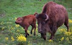 A male bison was born on April 30th at the Minnesota Zoo. The calf is part of a herd in an exhibit along the zoo�s Northern Trail and is also part o