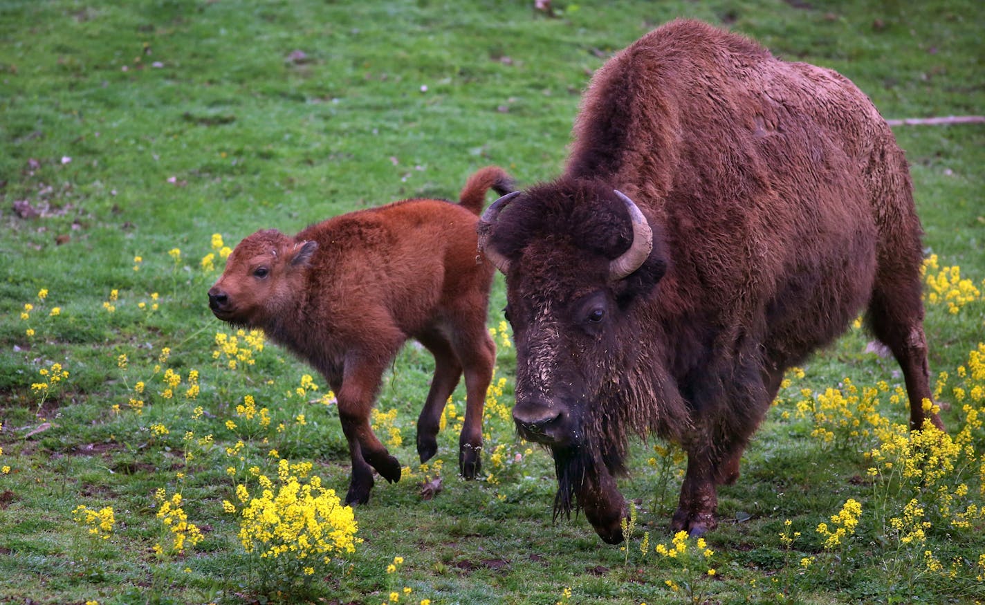 A male bison was born on April 30th at the Minnesota Zoo. The calf is part of a herd in an exhibit along the zoo�s Northern Trail and is also part of the Minnesota Conservation Bison herd.