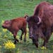A male bison was born on April 30th at the Minnesota Zoo. The calf is part of a herd in an exhibit along the zoo�s Northern Trail and is also part o