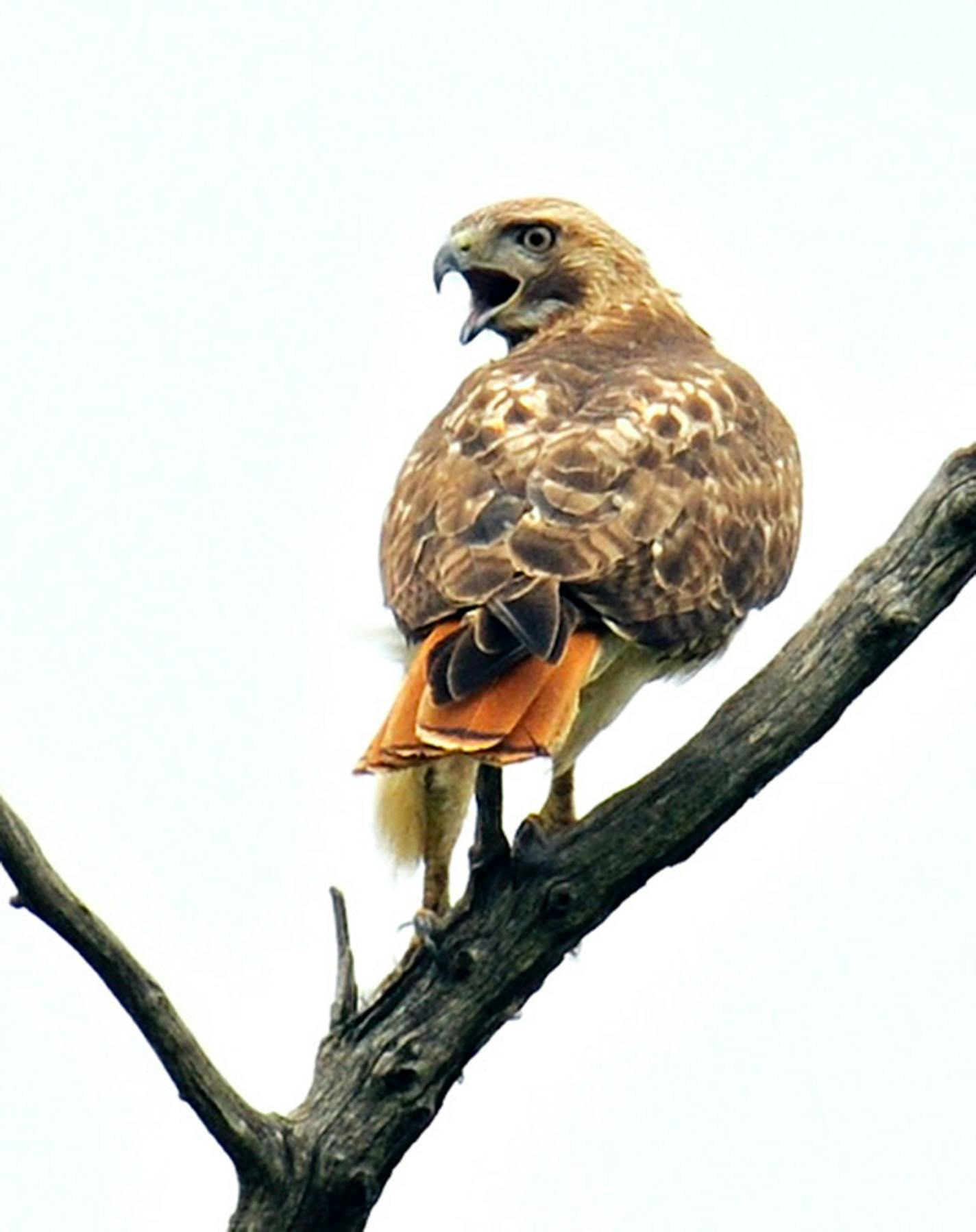 Some red-tailed hawks don't migrate at all. Jim Williams photo