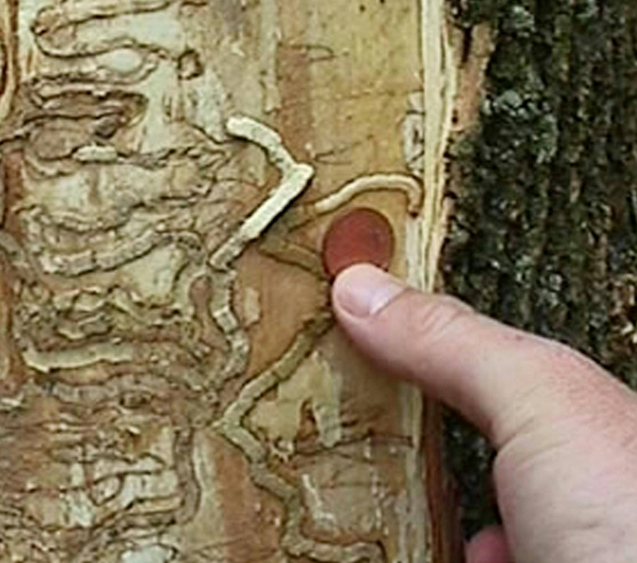 Emerald Ash infestation. Photo submitted by the city of Eagan.