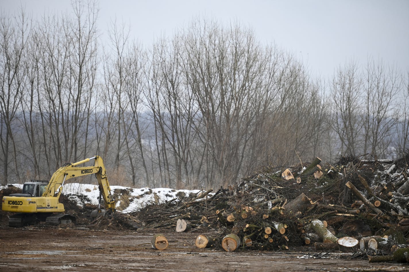 The yard at Environmental Wood Supply Wednesday afternoon. ] Aaron Lavinsky &#x2022; aaron.lavinsky@startribune.com U.S. Rep. Betty McCollum and others spoke about the increasing challenge of getting rid of waste from trees affected with Emerald Ash Borer as the disease spreads across the state, killing more and more trees. St. Paul's District Energy currently burns infected logs from several parts of the metro, using the energy to heat much of downtown St. Paul, but officials there say they nee