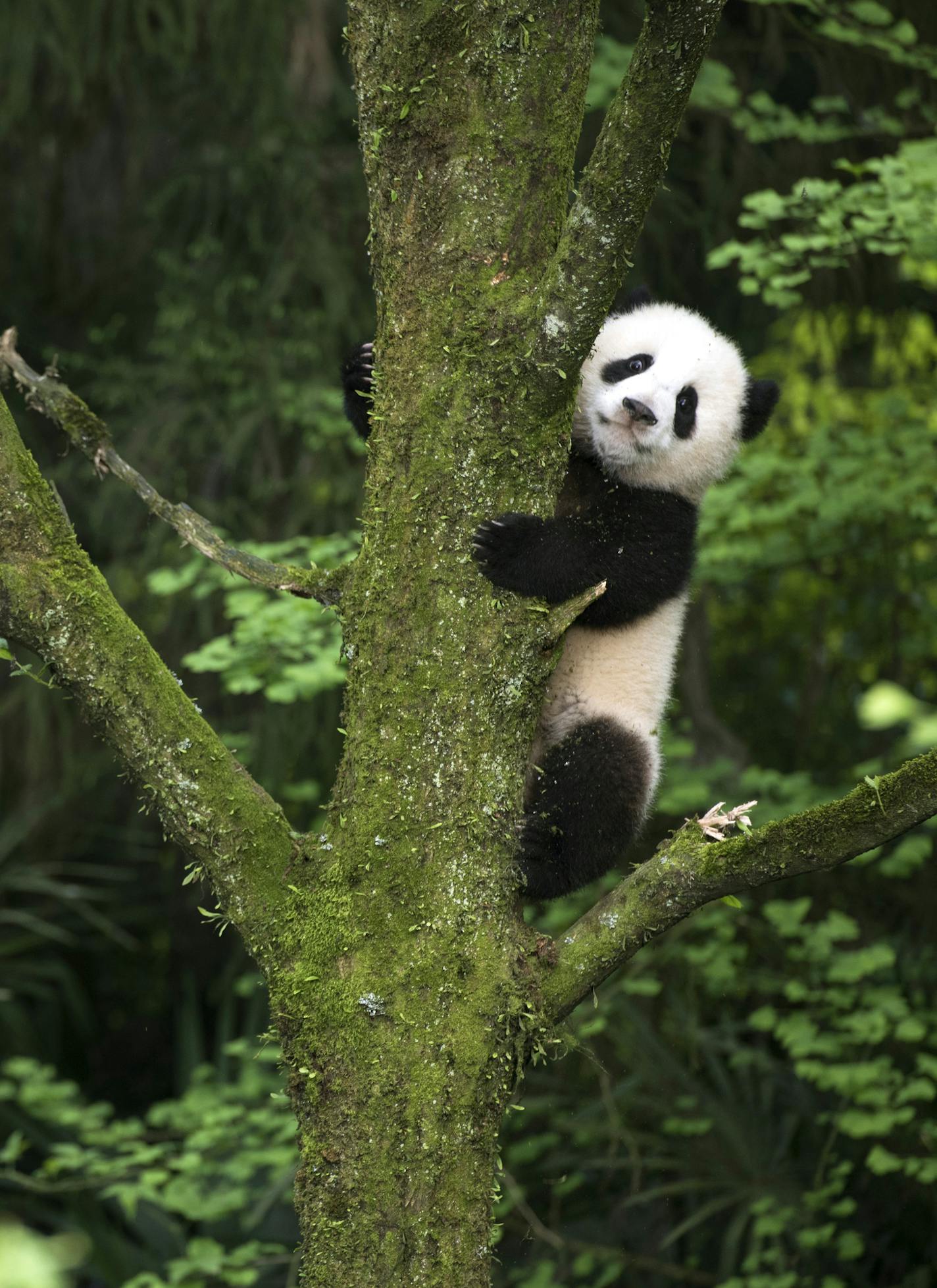 This image released by Warner Bros. Pictures shows a giant panda cub in a scene from the IMAX documentary "Pandas." The film, from David Douglas and Drew Fellman, takes audiences to the Chengdu Research Base For Giant Panda Breeding in China where scientists are working toward a goal of releasing captive-born pandas into the wild, where only about 2000 remaining pandas live. (Drew Fellman/Warner Bros. Pictures via AP)