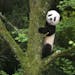 This image released by Warner Bros. Pictures shows a giant panda cub in a scene from the IMAX documentary "Pandas." The film, from David Douglas and D