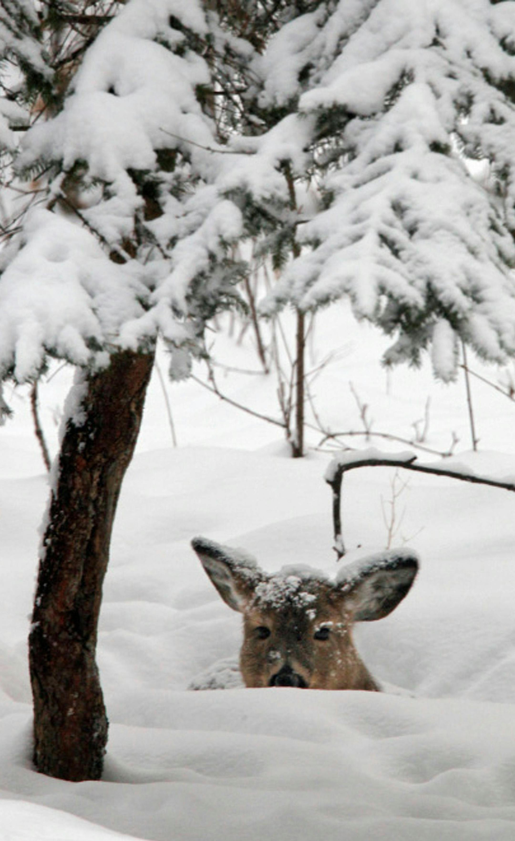 MARLIN LEVISON*mlevison@startribune.com GENERAL INFORMATION The heavy snowfall of early winter has had an effect on animals as well as people. Deer normally rely on ground cover as a daily food source. But with the current depth of snow, deer are using snow drifts to munch on tree branches that were out of reach earlier. IN THIS PHOTO: ] This deer grabbed a mouth full of twigs, endured a snow shower in the process then bedded down in a northern Ramsey County woods. Fort Snelling State Park DO NO