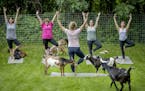 Yoga instructor and nurse Kalli Jo Ridley led a yoga class that included the company of goats at the Gray Hobby Farm, Wednesday, July 3, 2019 in Prior