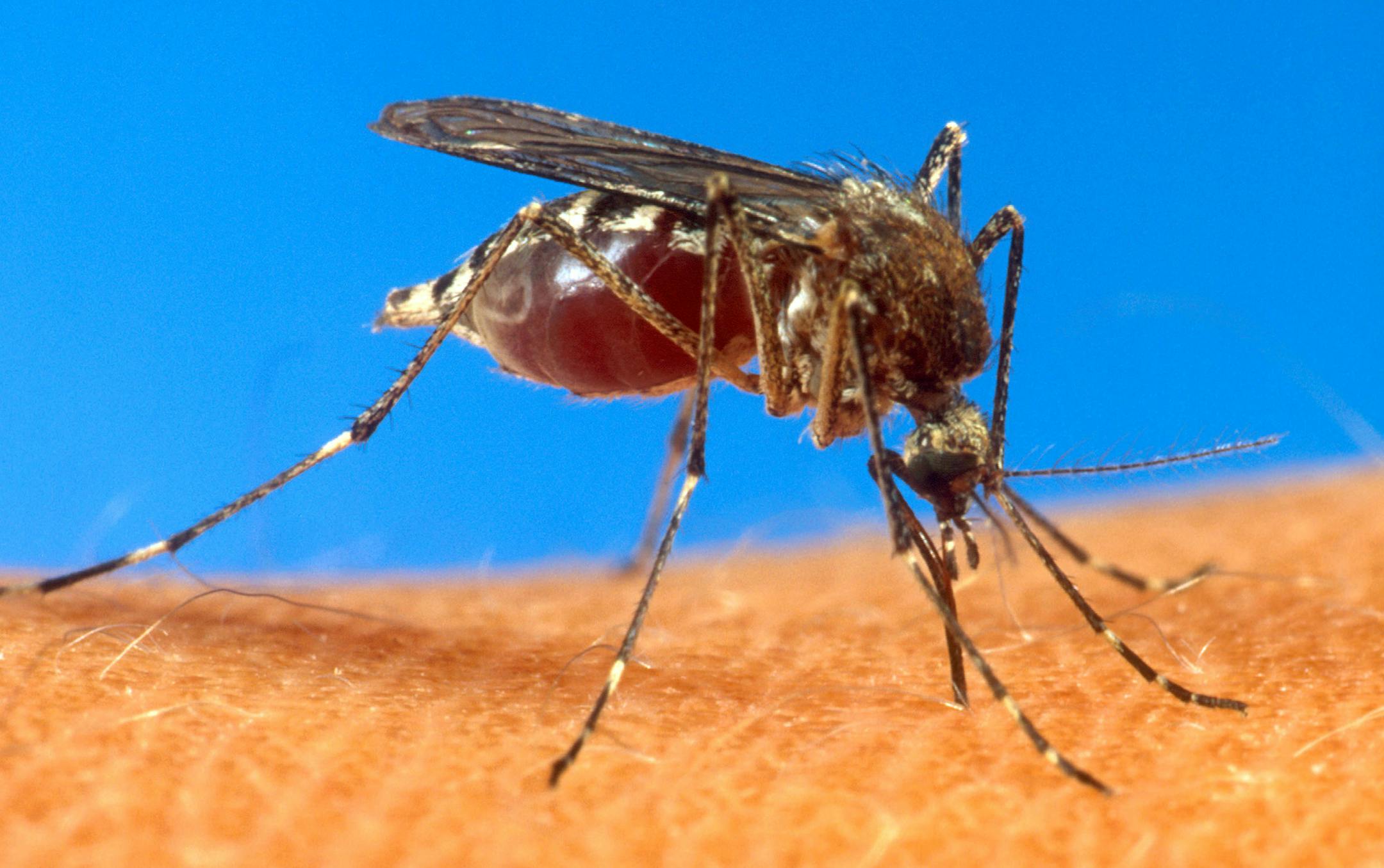 FILE - This undated file photo from the U.S. Department of Agriculture shows an aedes aegypti mosquito on human skin.