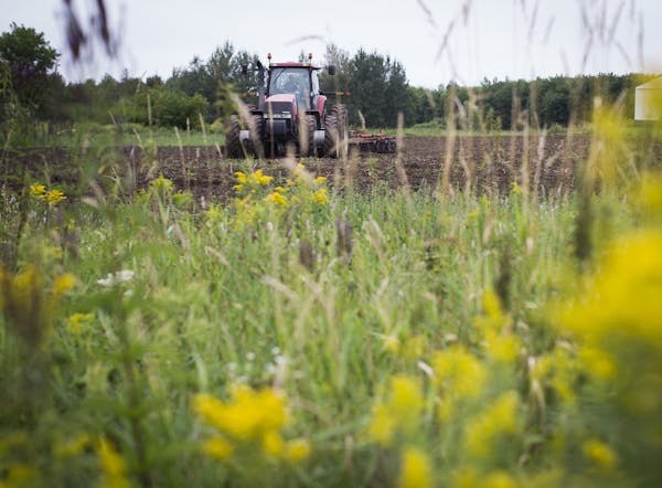 Keith Johnson, plowed a field for cover crop on rented land near his farm in Centre City, Minn., on Wednesday, August 21, 2014. He lets the outskirts 
