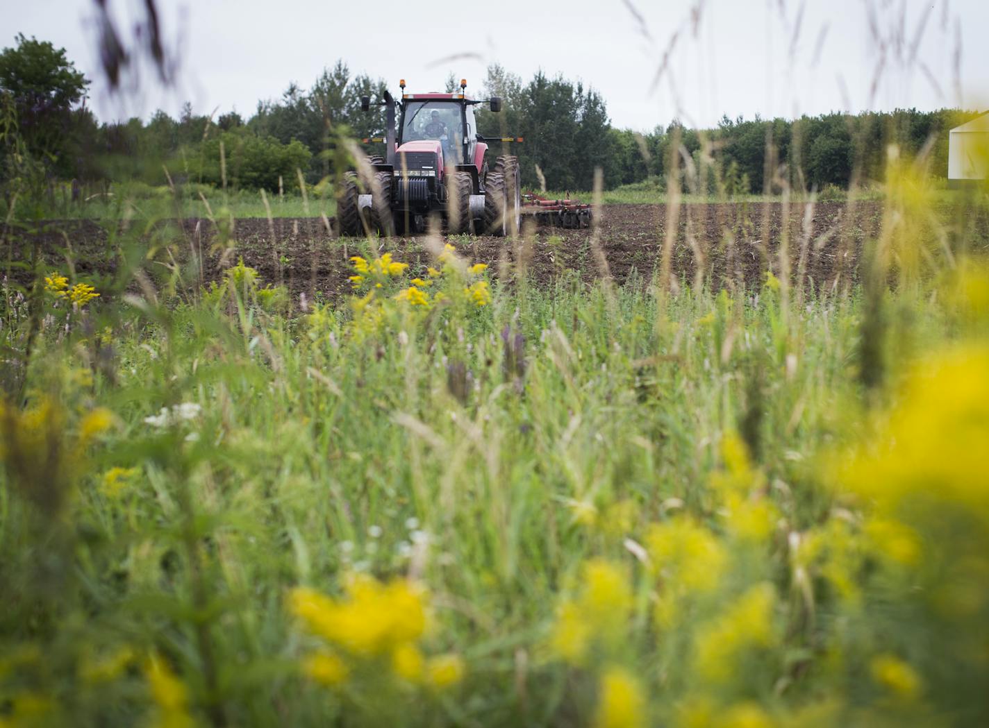 Keith Johnson, plowed a field for cover crop on rented land near his farm in Centre City, Minn., on Wednesday, August 21, 2014. He lets the outskirts of many of his fields grow wild with flowers and many native plants. ] RENEE JONES SCHNEIDER &#x2022; reneejones@startribune.com