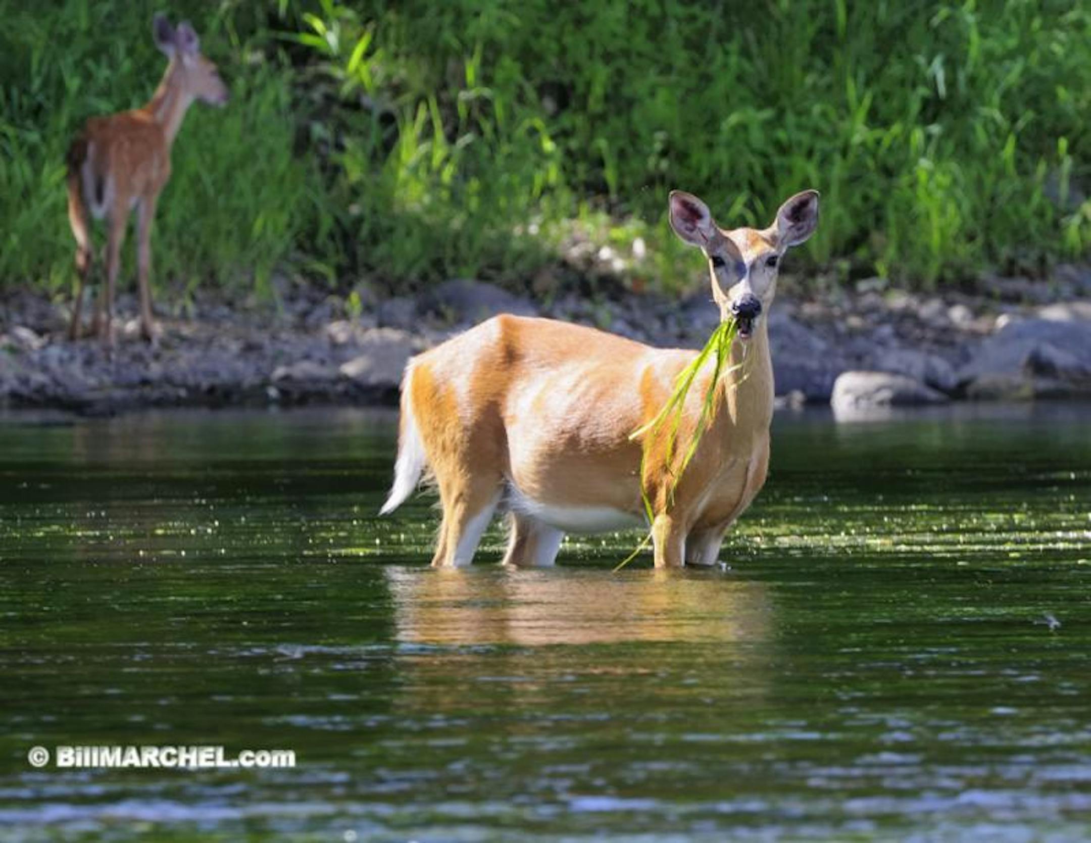 While fishing, keep your camera ready for an unexpected photo opportunity like this whitetail doe feeding on wild celery.