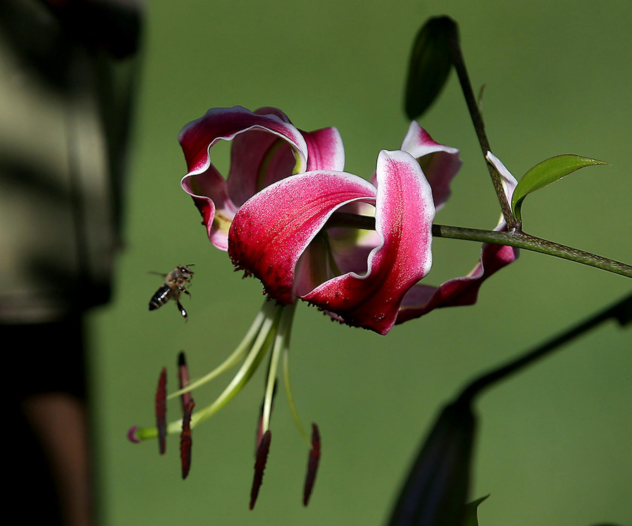 Kathy and Mike Pedersen's garden in Shakopee.