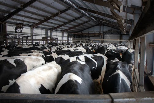 Dairy cows wait outside of the milking parlor at Daley Farms of Lewiston, Minn.