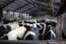 Dairy cows wait outside of the milking parlor at Daley Farms of Lewiston, Minn.