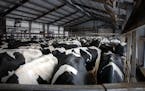 Dairy cows wait outside of the milking parlor at Daley Farms of Lewiston, Minn.