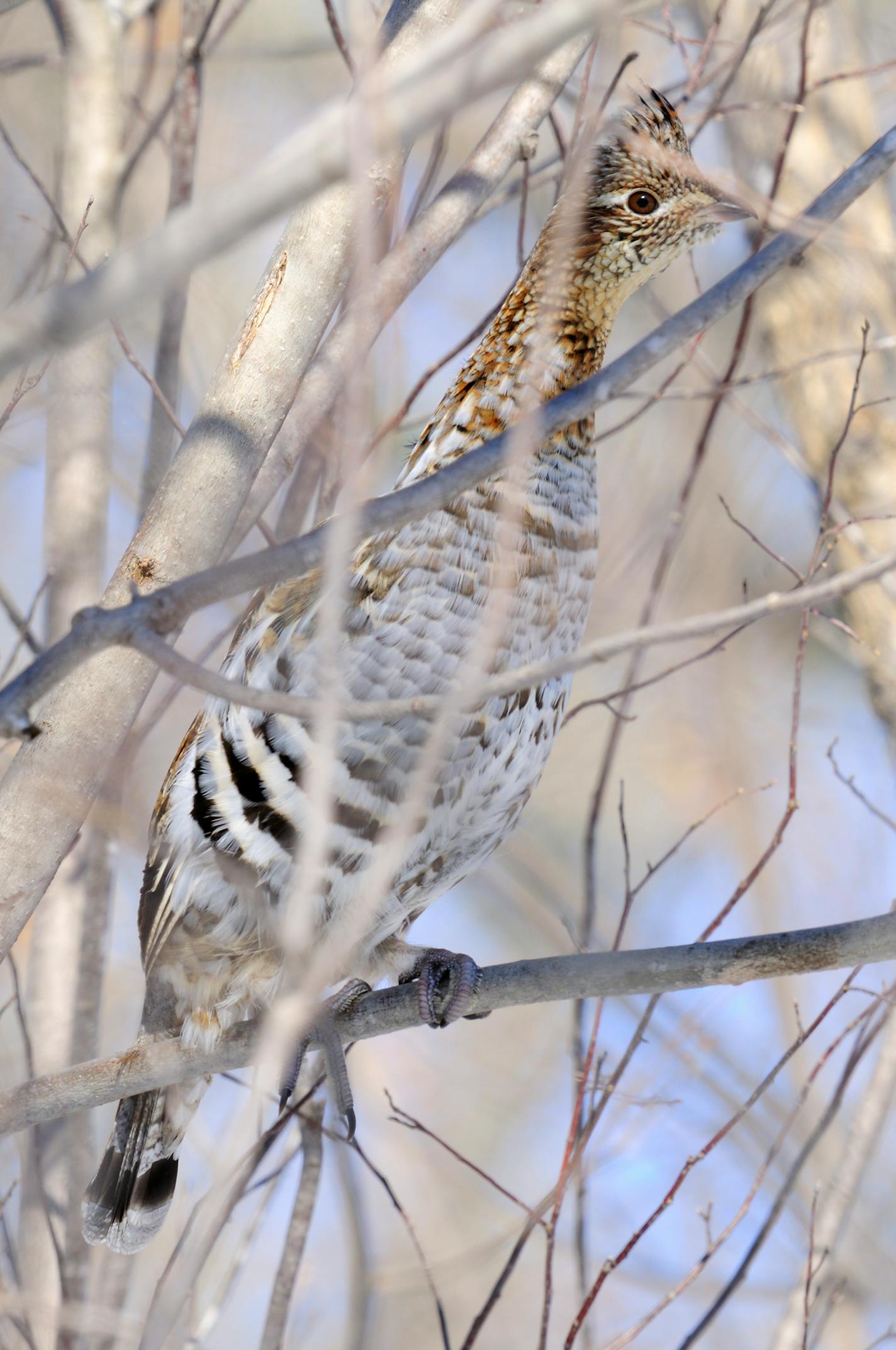 Once flushed, late season grouse often land in a tree. The normally plump birds stretch out and stand tall, resembling bowling pins.