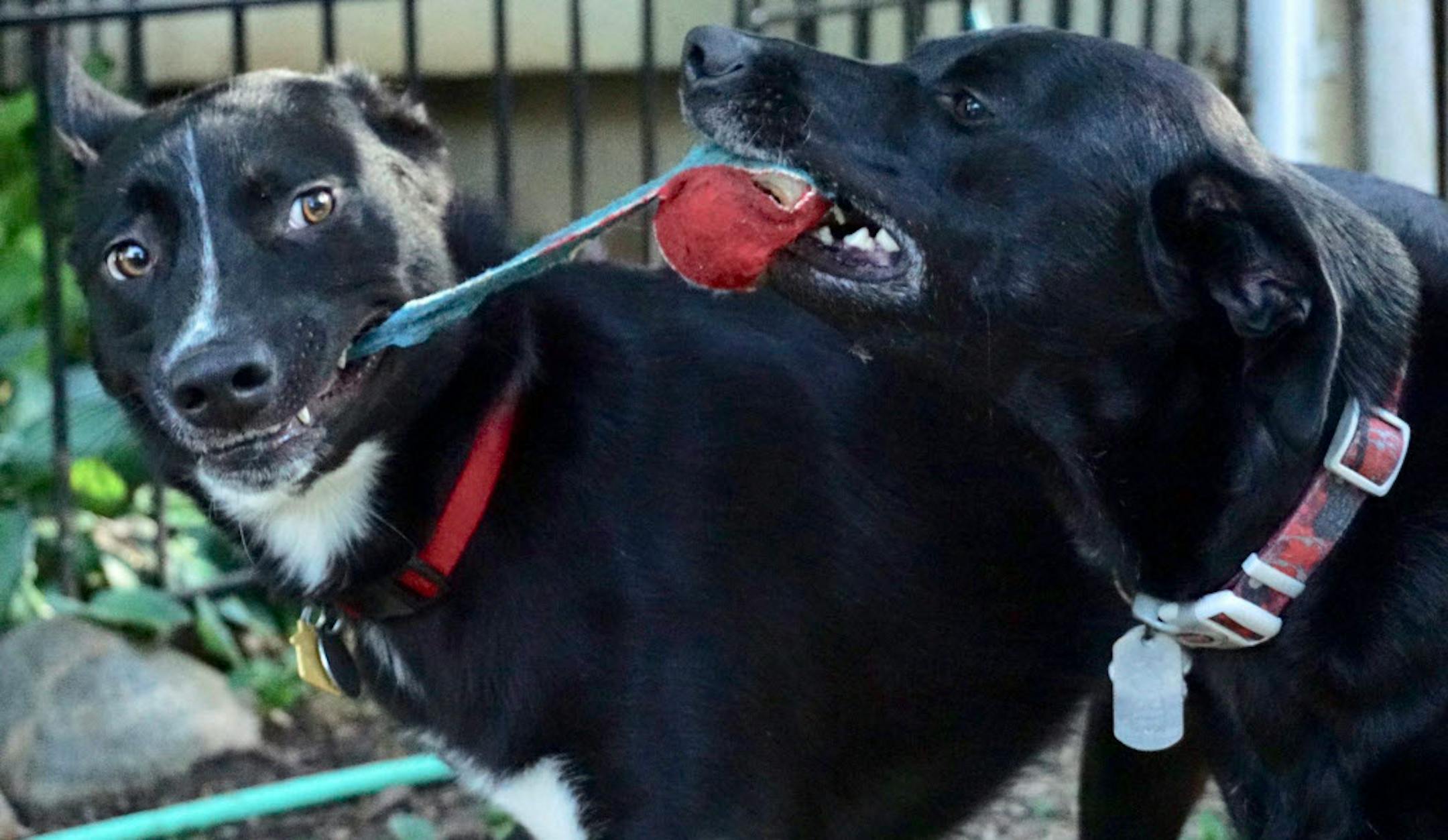 Angus and Rosie playing ball — and destroying it in the process.