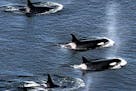 An explosive cloud of mist and vapor hang in the air as an armada of orca whales surface to breath as they swim close to shore near Lim Kiln State Par
