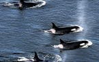 An explosive cloud of mist and vapor hang in the air as an armada of orca whales surface to breath as they swim close to shore near Lim Kiln State Par