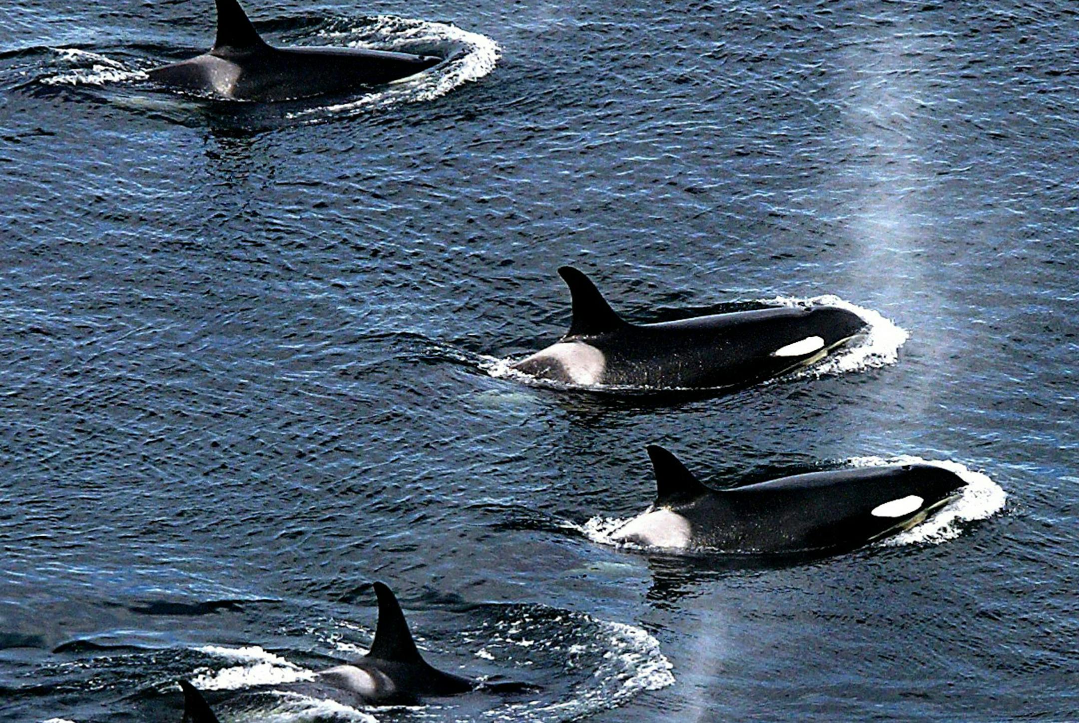 An explosive cloud of mist and vapor hang in the air as an armada of orca whales surface to breath as they swim close to shore near Lim Kiln State Park on San Juan Island in a 2004 file image. (Dean J. Koepfler/Tacoma News Tribune/TNS)