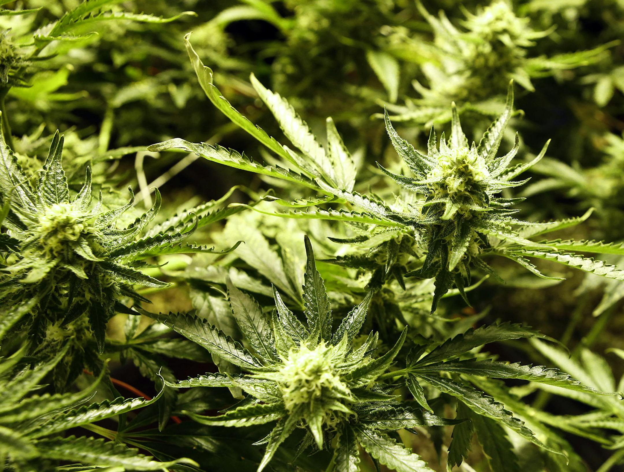 File - In this Dec. 5, 2013 file photo, marijuana matures at the Medicine Man dispensary and grow operation in northeast Denver. Colorado voters still support the state law that legalized recreational marijuana, but most believe it is hurting the image of the state, according to a new poll released Monday, Feb. 10, 2014. The Quinnipiac University Poll found that 51 percent of voters overall believe the measure is bad for the state's reputation, while 38 percent see it as a net positive. (AP Phot