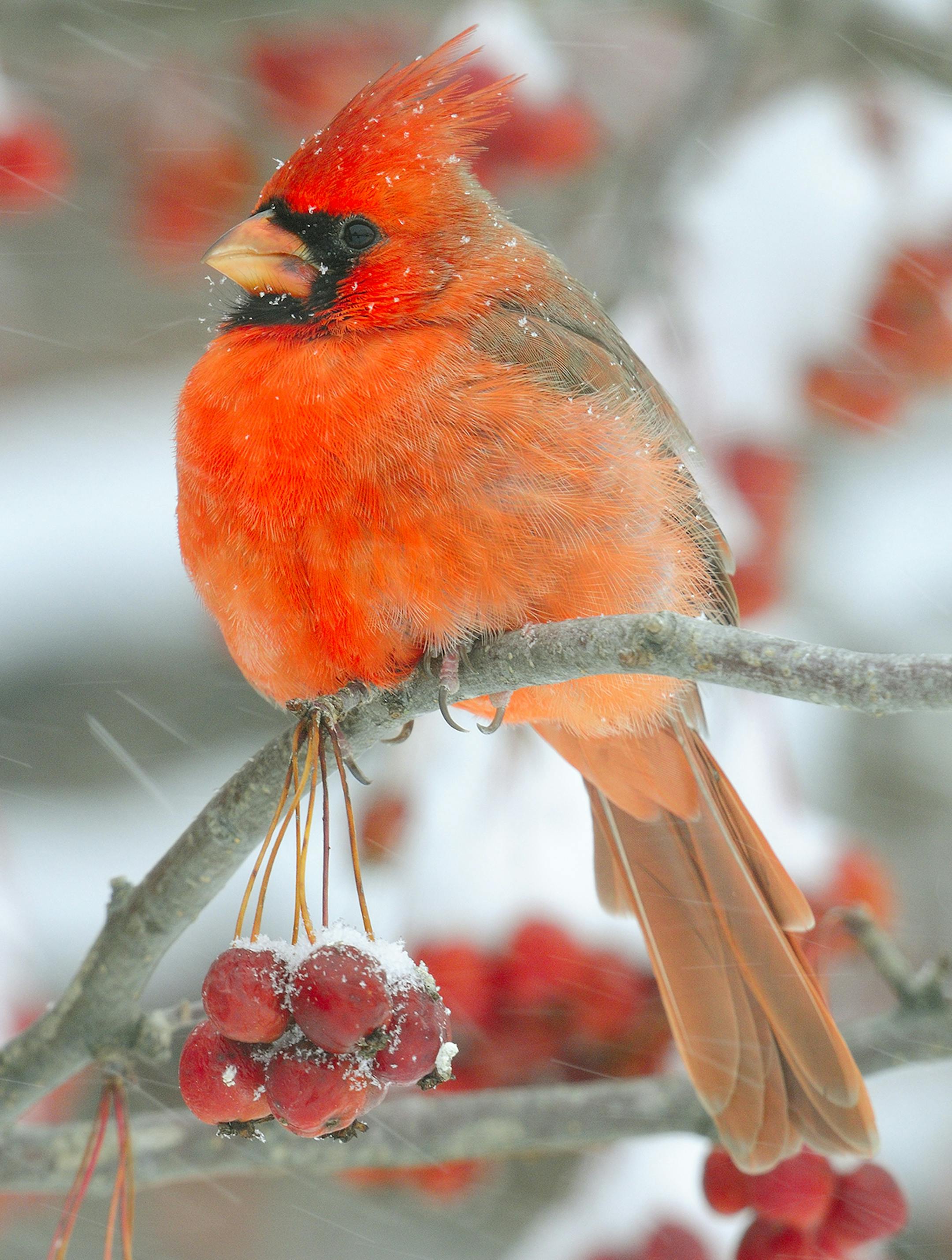 A male northern cardinal is perched in a crabapple tree during a winter storm.