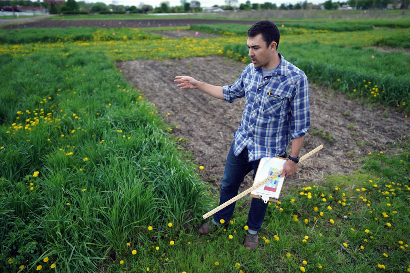 University of Minnesota Research professor Jacob Jungers checked the growth of Kernza grass at a field at the U's St. Paul campus in 2019.