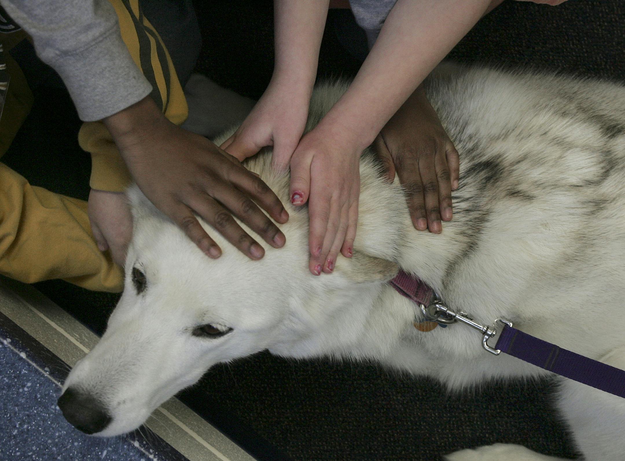 Teach children to ask permission before petting a dog.