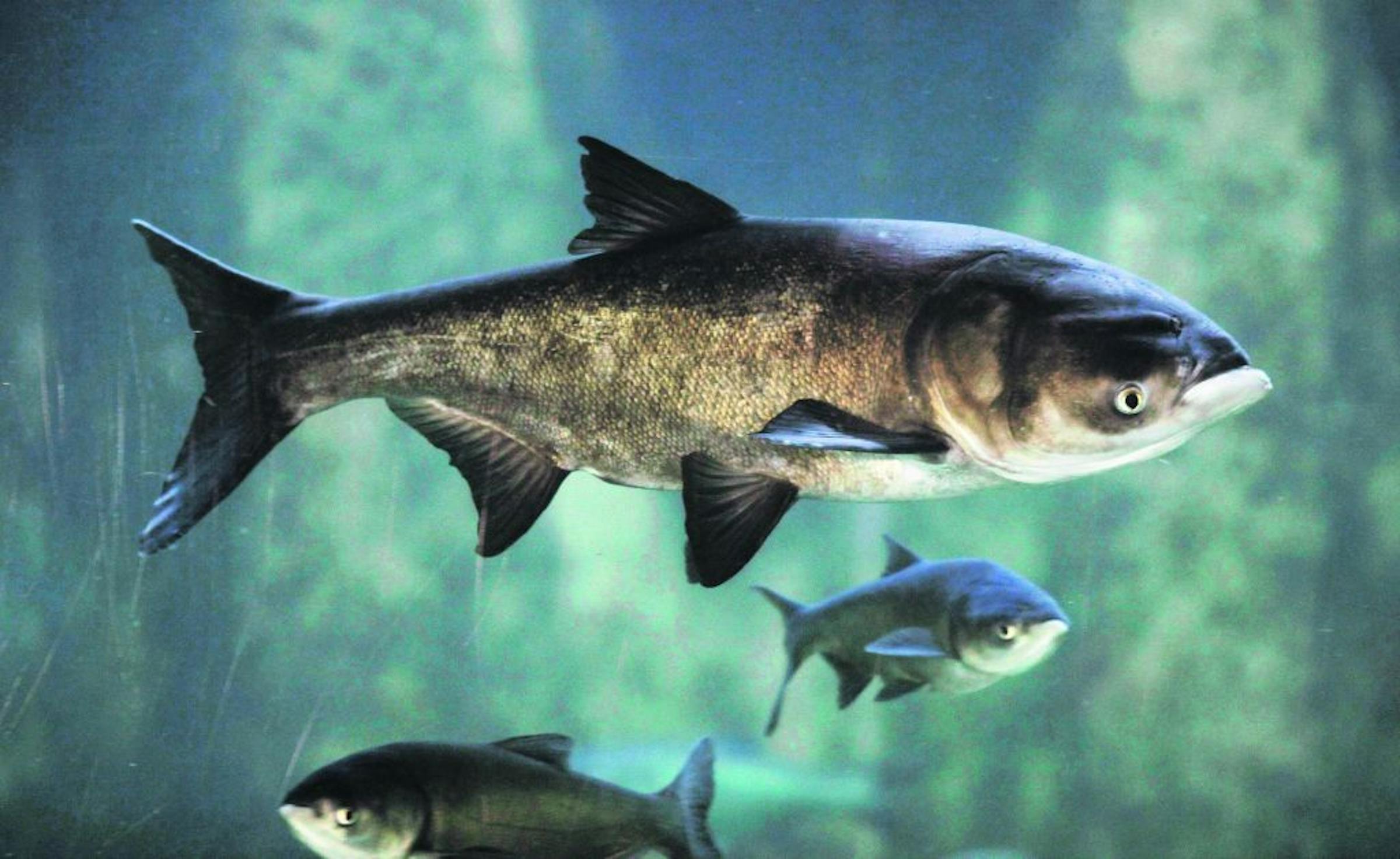 Large numbers of Asian carp netted in Iowa lake, image size:2400x1257