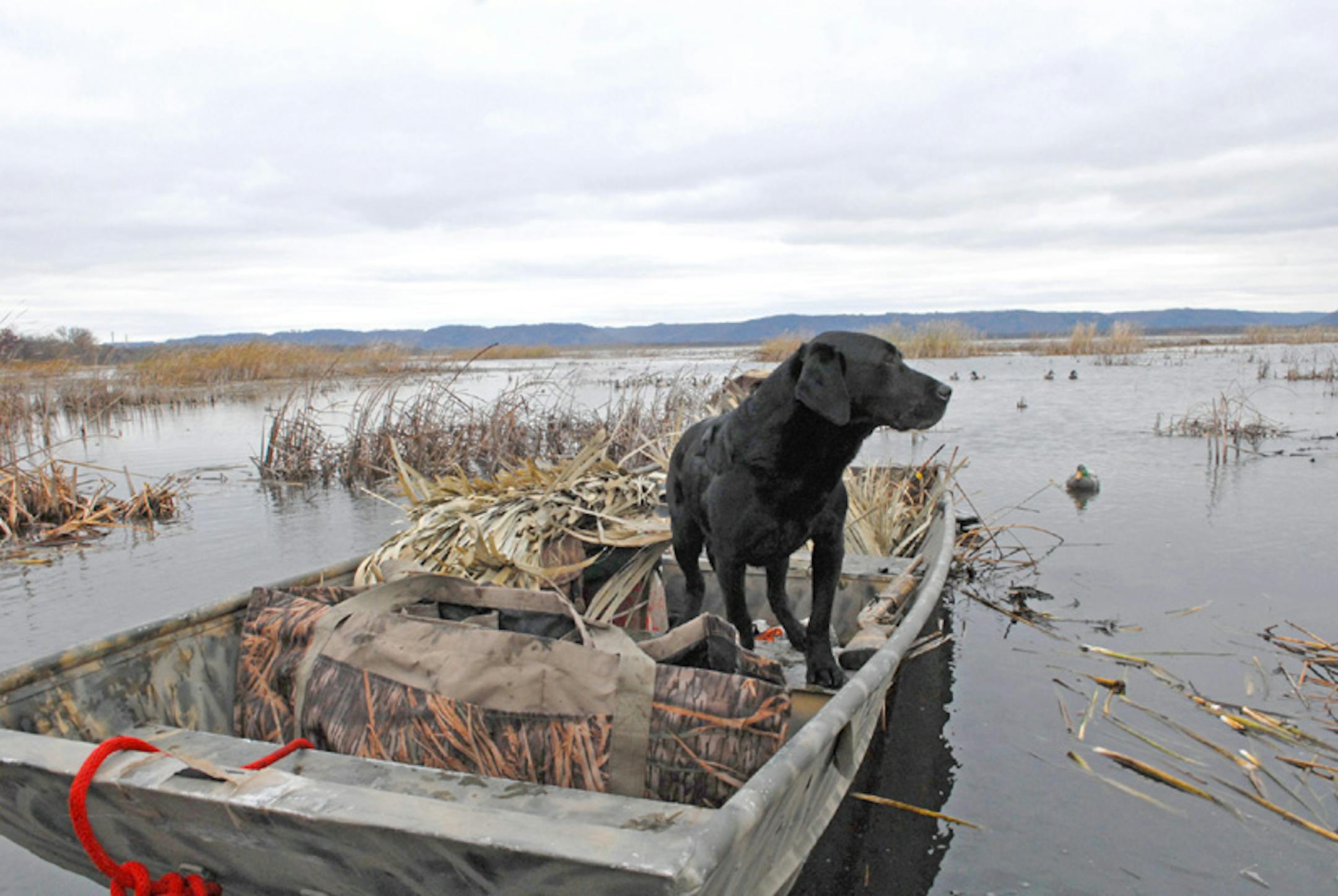 Ben, a black Labrador, assessed matters in a marshlike setting along the Mississippi's western shore at the Upper Mississippi River National Wildlife and Fish Refuge near Weaver, Minn.