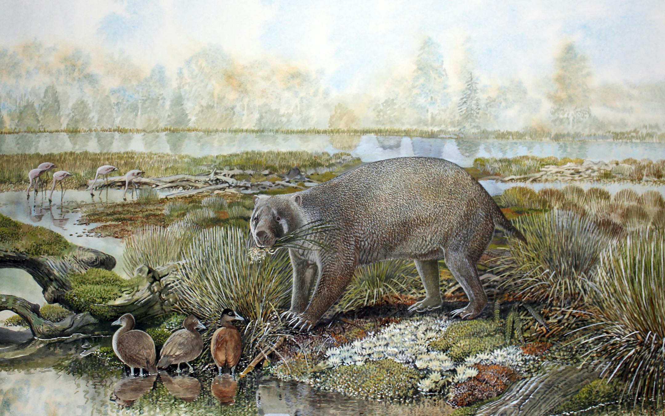 An image provided by the University of Salford in England shows an artist's impression of a new species of a 25-million-year-old marsupial, named Mukupirna nambensis. Compared in size with modern black bears, the extinct species offers a new window into the large vombatiforms that once lived in Australia. (Peter Schouten via The New York Times) -- -- NO SALES; FOR EDITORIAL USE ONLY WITH NYT STORY SLUGGED SCI WATCH BY JOSHUA SOKOL FOR JULY 6, 2020, 2020. ALL OTHER USE PROHIBITED. --