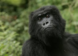 Four of the six great ape species are one step from extinction, the International Union for the Conservation of Nature reports.