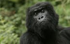 Four of the six great ape species are one step from extinction, the International Union for the Conservation of Nature reports.