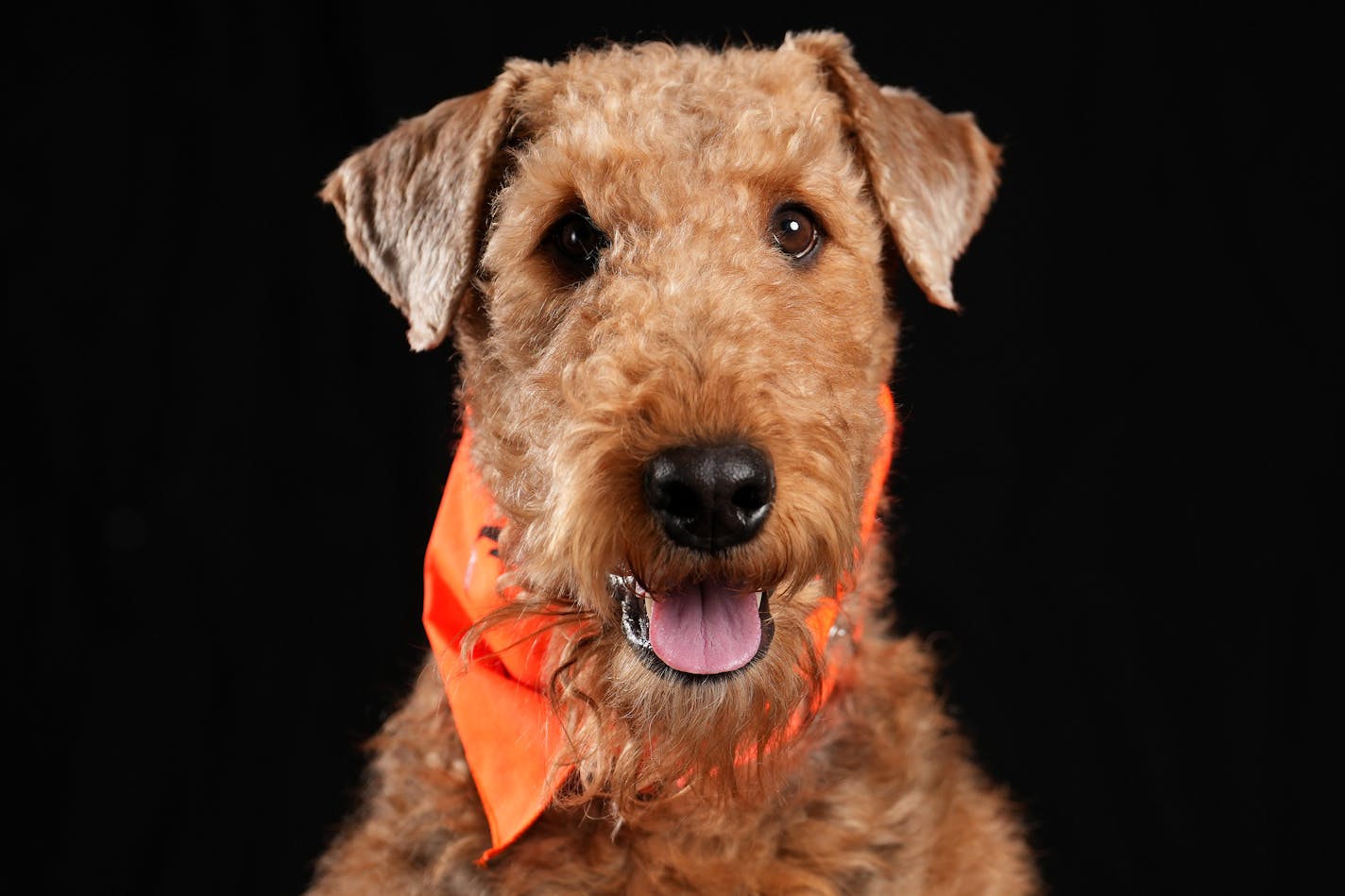 Tanner, a 3-year-old Airedale Terrier owned by Scott Lichty of Bloomington, Minn. sits for a portrait ahead of the Bird Dog Parade during the National Pheasant Fest &amp; Quail Classic Friday, Feb. 17, 2023 at the Minneapolis Convention Center in Minneapolis. ] ANTHONY SOUFFLE • anthony.souffle@startribune.com