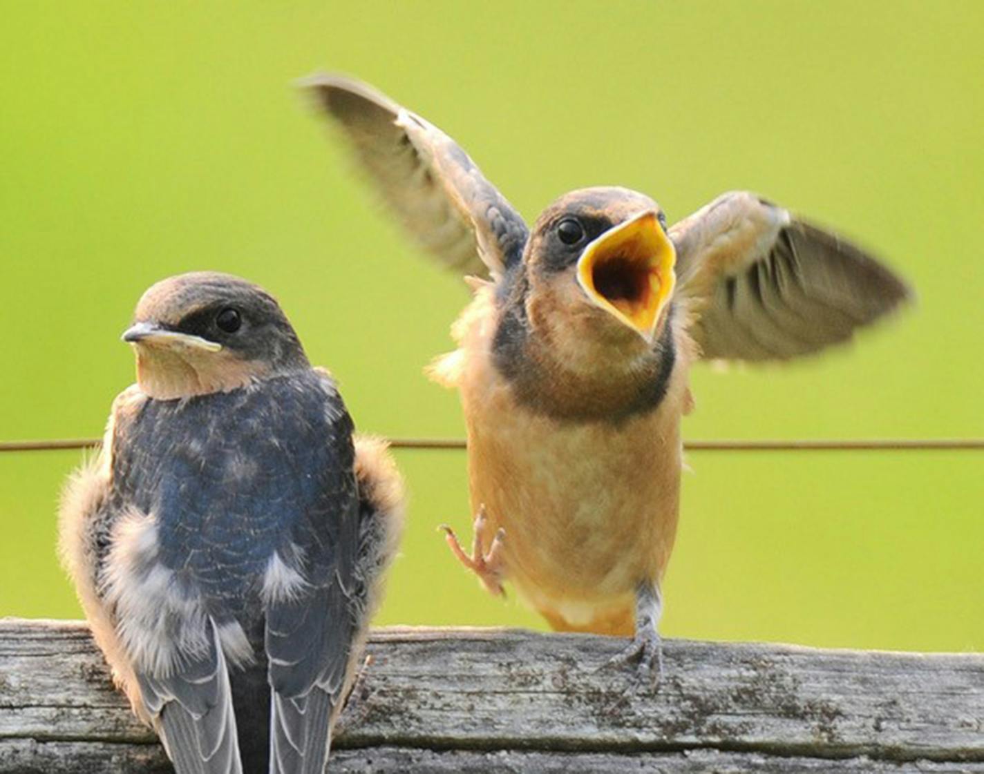 Barn swallows are among the North American bird species found to have
declined significantly in the past 30 years. The insects this chick is eager to receive for dinner also are disappearing, many of them victims of neonic insecticides.
credit: Jim Williams