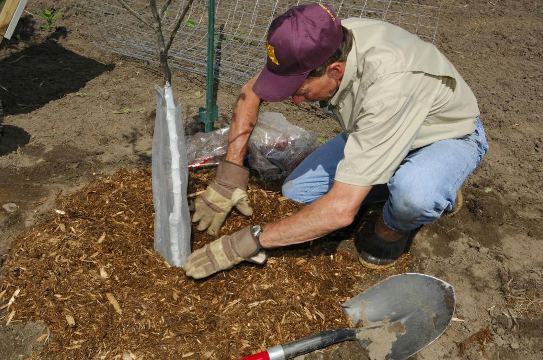 When bird-scaping your yard, native trees and shrubs usually require less care than do non-native species. Proper planting and maintenance will ensure healthy production.