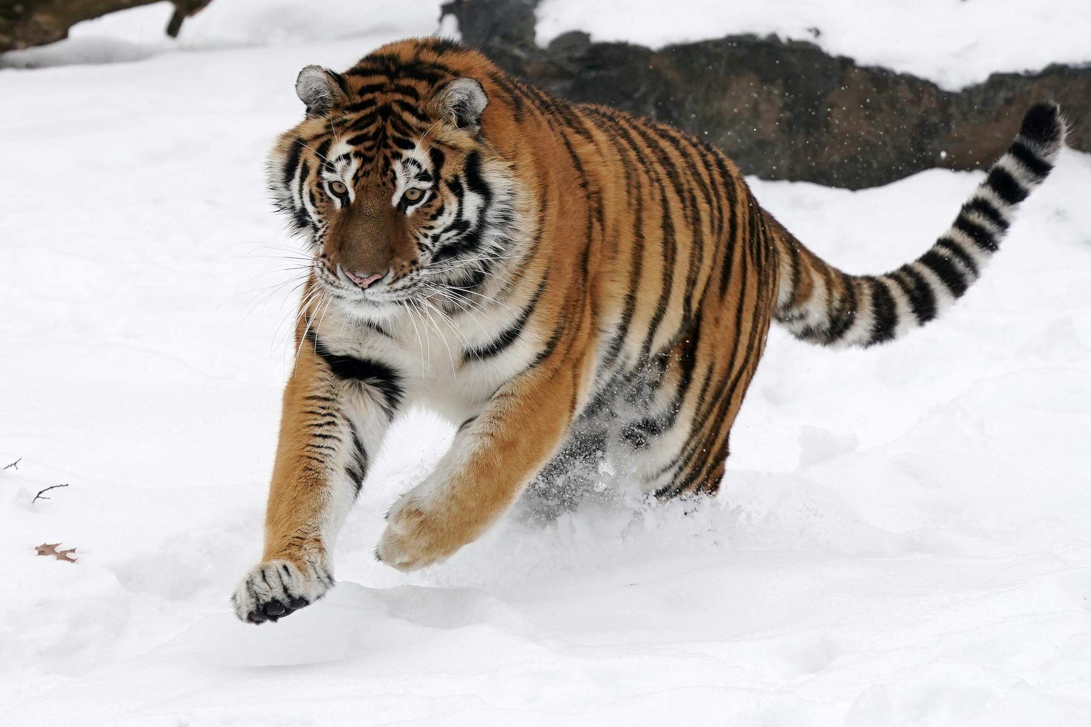 The Amur tiger ran around in the snow as Sarah Hicks pre-recorded segments with animals and their keepers at the Minnesota Zoo for the Minnesota Orchestra's Young People Concert in February.