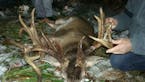 The legendary Comstock buck met a fateful end Thansgiving night when it was killed by a vehicle near Cumberland, Wis. The deer had at least 26 measura