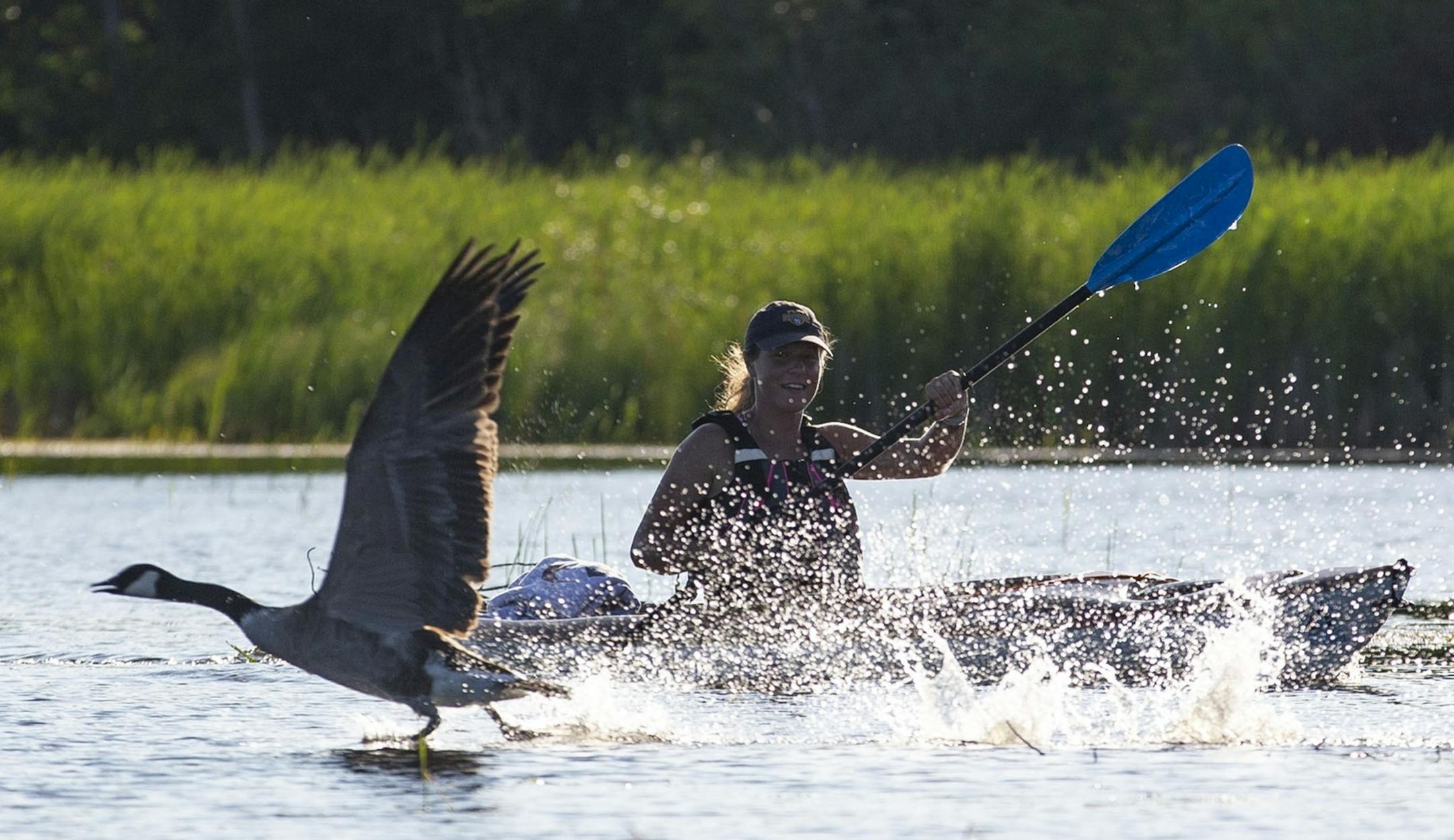 Marsaa gently paddled towards a flock of geese to scare them away and out of the estuary.