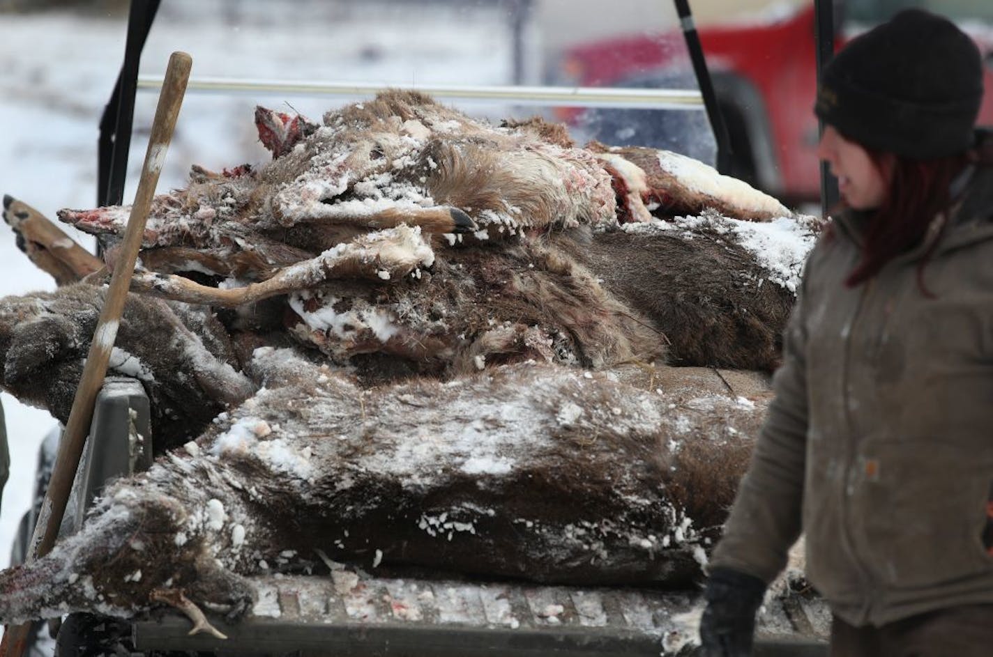 A stack of road-kill dear will be feed to the wolves at the Wildlife Science Center Wednesday December 6, 2017 in Stacy, MN.