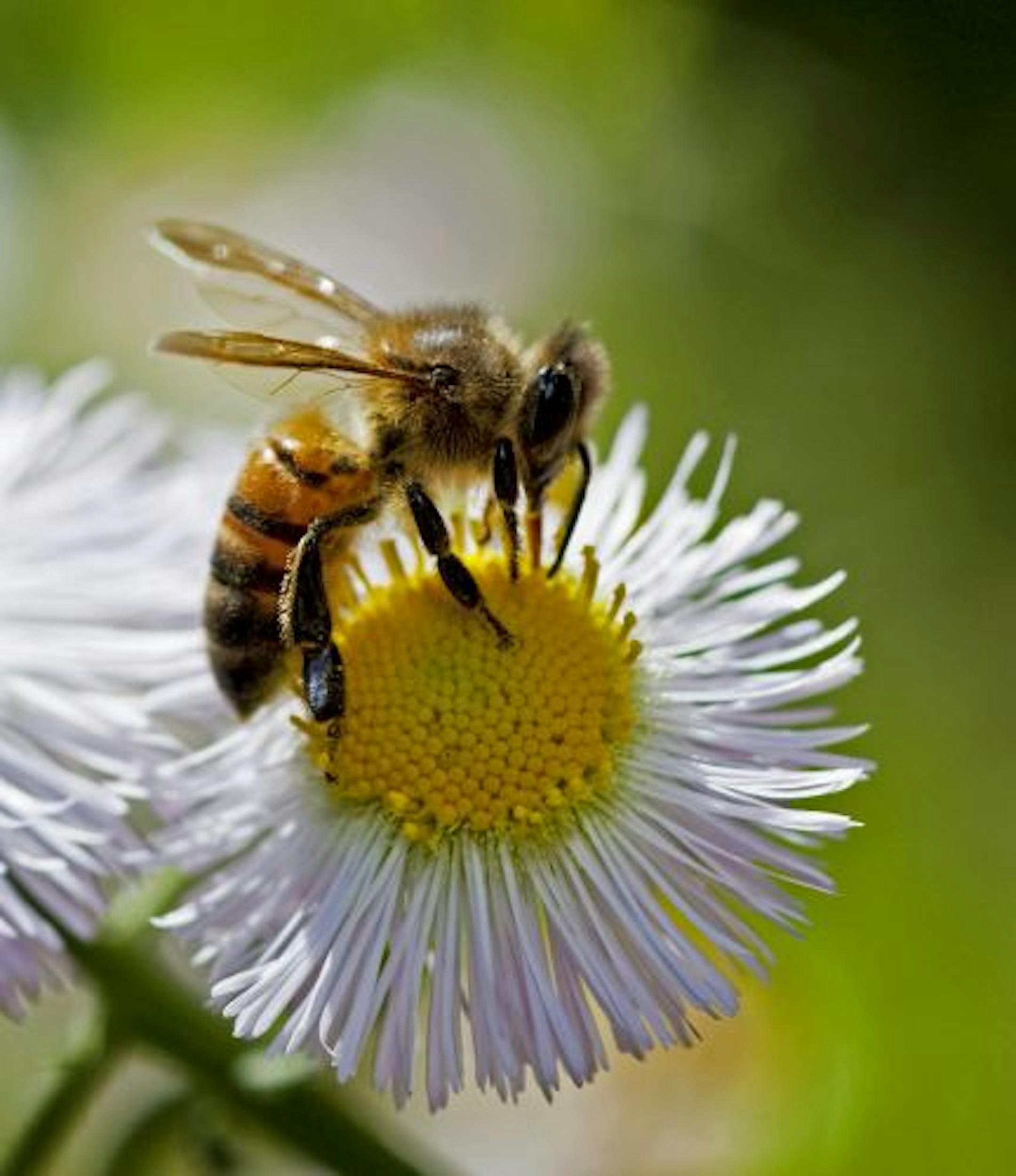 A bee lands on a daisy fleabane