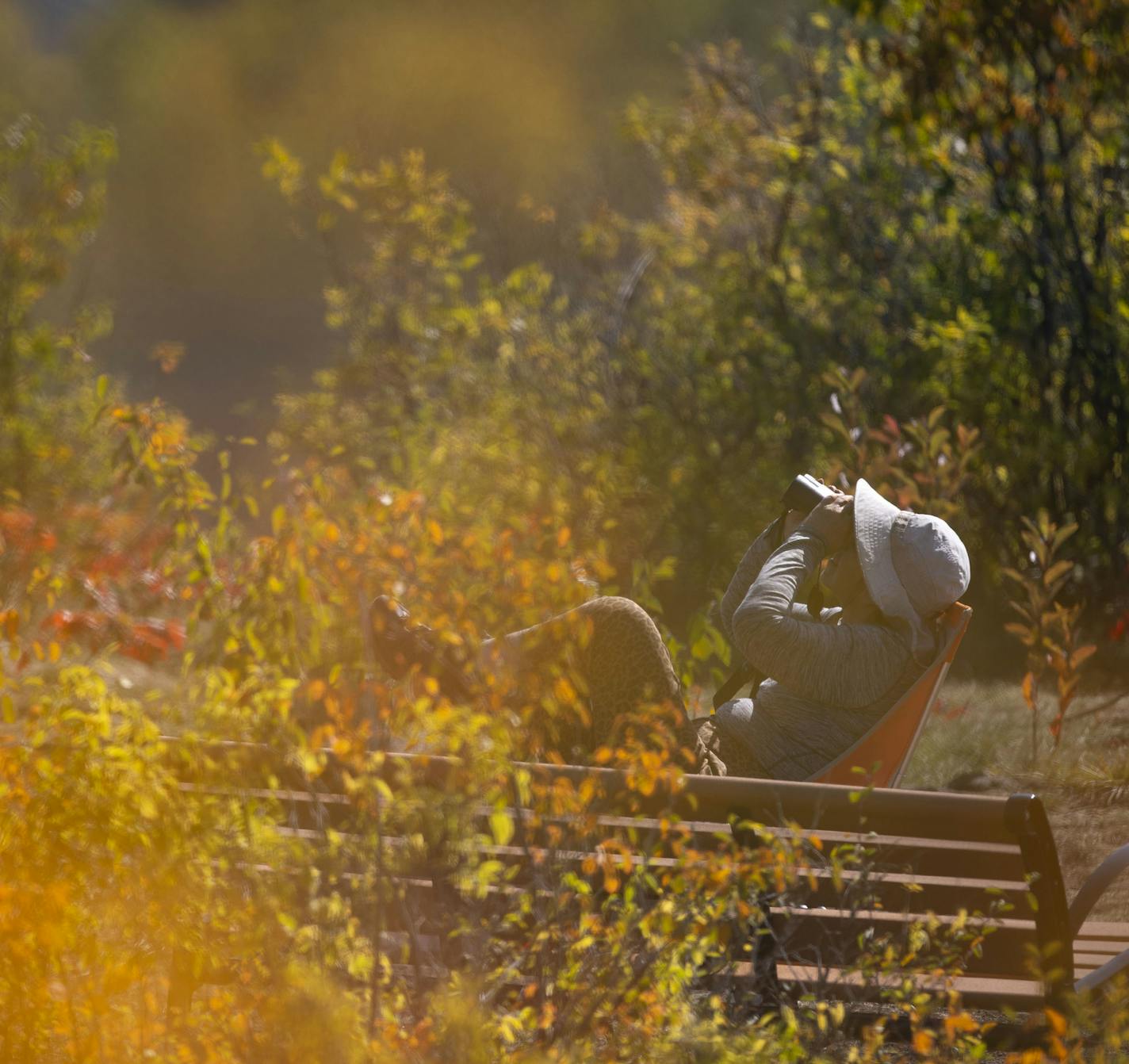 A birdwatcher took in the sights of fall migration and the changing leaves colors at Hawk Ridge on Tuesday morning. ] ALEX KORMANN • alex.kormann@startribune.com Hawk Ridge in Duluth is a favorite spot of Minnesota bird watchers. Boasting the largest raptor banding operation in the world, Hawk Ridge sees thousands of birds every year during fall migration. With the leaves changing color and various outdoor programs, the conservatory brings in between 100-200 visitors each day.