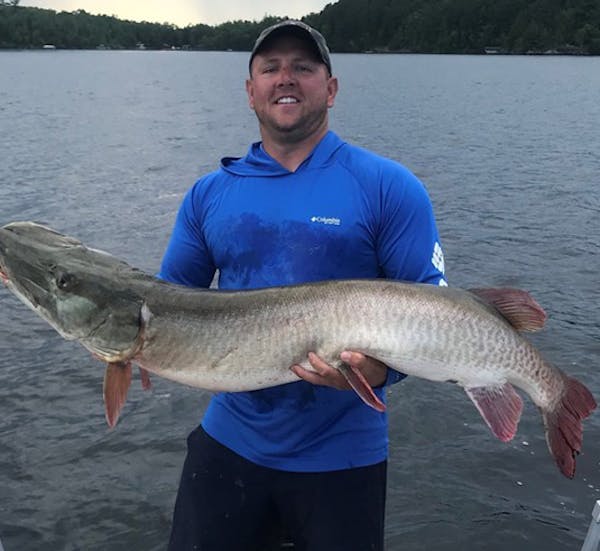 Corey Kitzmann of Davenport, Iowa, owns the new Minnesota muskie release record. He caught this 57 1/4 inch fish while on Lake Vermilion on Aug. 6, 20