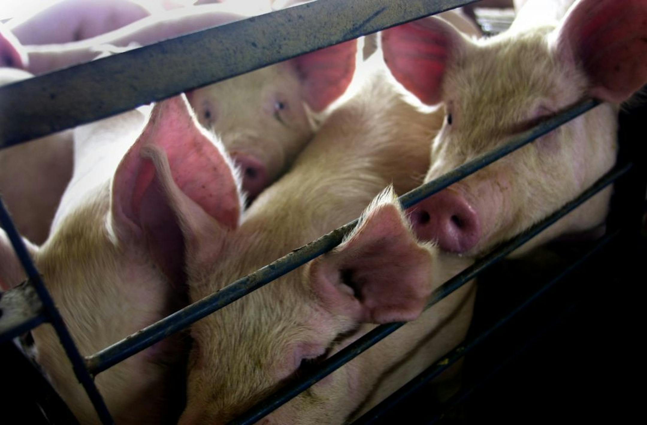 Pipestone MN,Tuesday 3/14/2000 Global Ventures Pork producers -- Interior of Global Ventures finishing barn where 1200 hogs mature from 60lbs to market ready 260lbs hogs