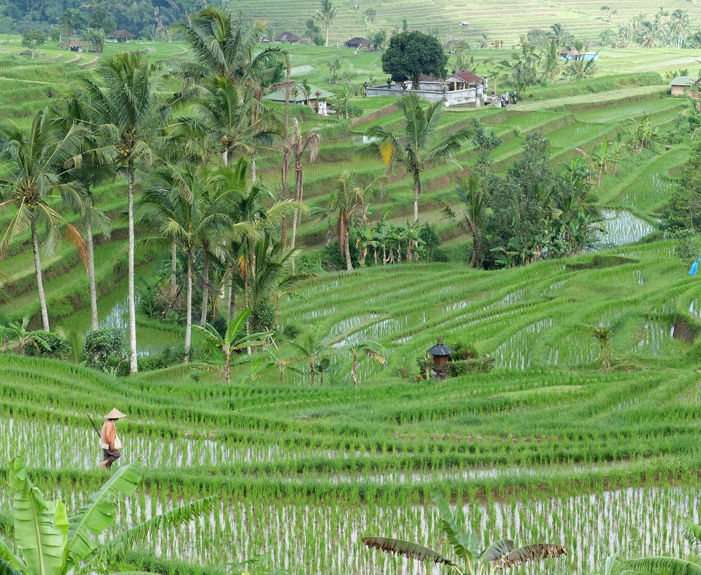 Can I have your name as you would like it to appear in print, and the town in which you live? MARLA SOLENDER - St Louis Park, MN Where were you when you took this photo? What does it show? Island of Bali (Indonesia), Jatiluwih Rice terraces. What equipment did you use&#x2014;a phone or a particular camera? Fujifilm X30 camera How did you get this shot? Did you employ any particular technique: did you get low or high to change the angle, or wait just for the right moment? I was standing along the