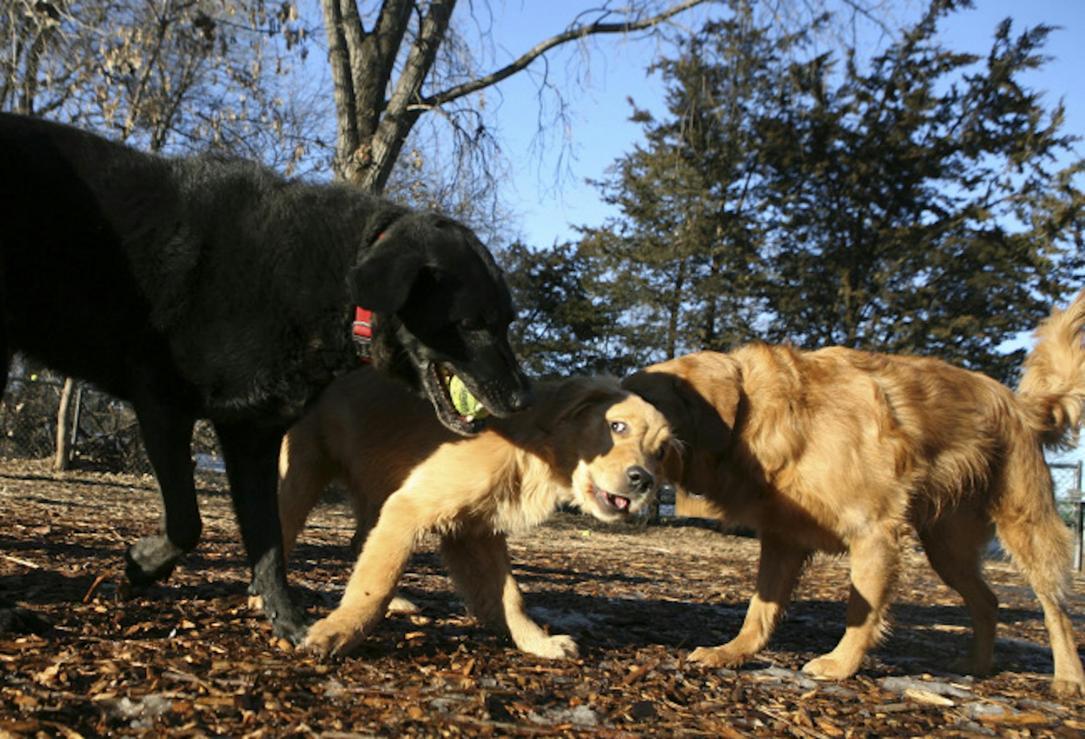 Otis, left, with tennis ball in his mouth, nudged his housemate, Archie, as they played near their owner, Courtney Cushing Kiernat, Tuesday afternoon at the off leash dog park near Lake of the Isles. The dog at right is Cocoa, who belongs to somebody else but was visiting the park with her sitter. GENERAL INFORMATION: JEFF WHEELER � jwheeler@startribune.com MINNEAPOLIS - 12/26/06 - The Minneapolis City Council passed a spate of new ordinances pertaining to pet ownership last Friday. We seek reac