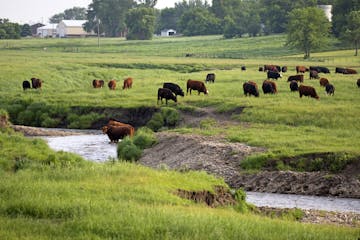 Income for farms raising livestock to grain decreased in the last year. (BRIAN PETERSON/Star Tribune file photo/Brian.Peterson@startribune.com)