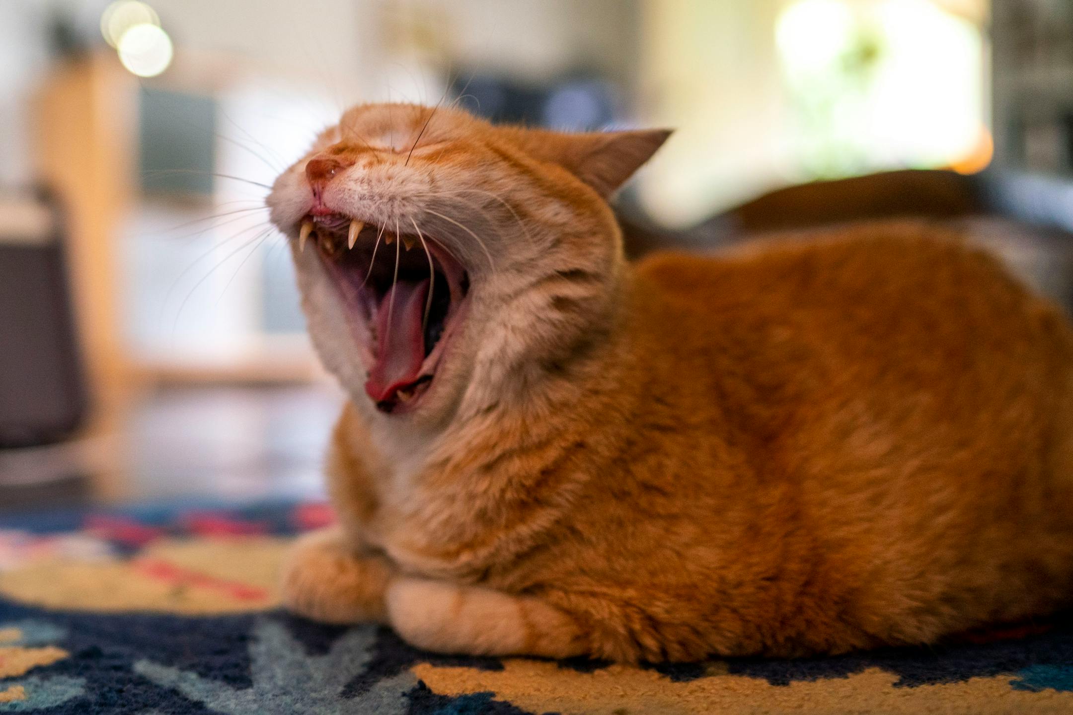 Rilke, a 14 year-old orange tabby belonging to Nina Hale, yawns while inside her home on Thursday, July 29, 2021, in Minneapolis. Rilke will be one of the cats on the 5th annual Cat Tour at The Wedge on August 4th. ] ANTRANIK TAVITIAN • anto.tavitian@startribune.com
